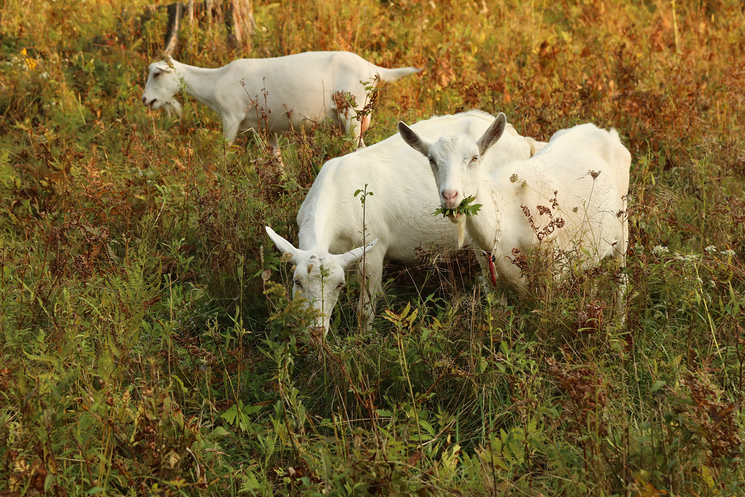 Harriet grazing in autumn field